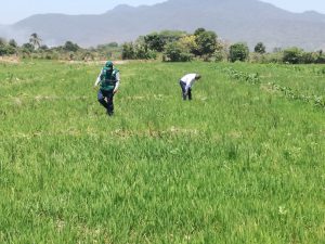 Senasa - Vigilancia fitosanitaria de añublo bacteriano del arroz en predios pilotos