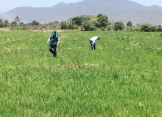 Piura: Vigilancia fitosanitaria de añublo bacteriano del arroz en predios pilotos