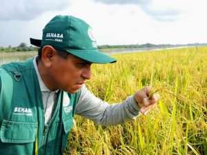 Senasa asiste a productores de arroz de comunidades nativas