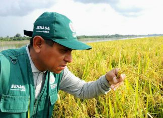 Loreto: Senasa asiste a productores de arroz de comunidades nativas