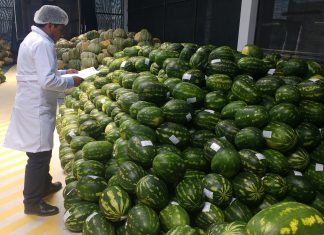 Tacna: Senasa certifica 30 toneladas de sandía para su exportación a Chile