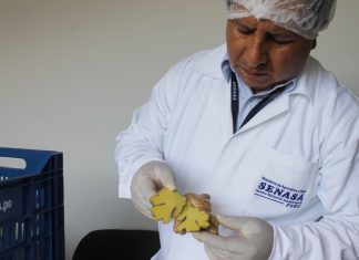 Junín: Senasa certifica dos mil toneladas de kion y cúrcuma para exportación