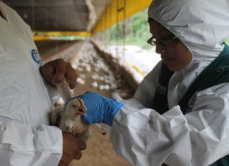 Junín: Senasa colecta muestras serológicas para evaluar condición sanitaria de aves