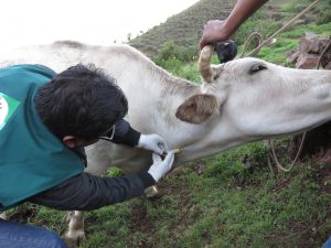 Senasa evalúa a más de mil bovinos para descartar Brucelosis