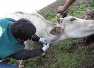 Cusco: Senasa evalúa muestras de bovinos para descartar Brucelosis