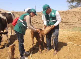 Lambayeque: MINAGRI inicia campaña de vacunación contra Ántrax y Carbunco sintomático