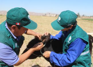 Arequipa: Senasa realiza estudio de enfermedades parasitarias en explotaciones pecuarias
