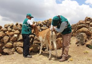 Senasa realiza identificación de garrapatas en producción pecuaria