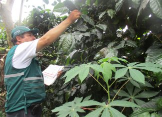 25 Años SENASA: Agricultores organizados y SENASA redujeron incidencia de Roya Amarilla del Café