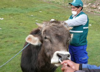 Huancavelica: Senasa vacuna a más de 24 mil vacunos contra carbunco sintomático y edema maligno