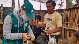 Senasa y Comité Mixto de sanidad avícola coordinan acciones para control de enfermedades