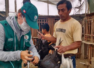 Ica: Senasa y Comité Mixto de sanidad avícola coordinan acciones para control de enfermedades