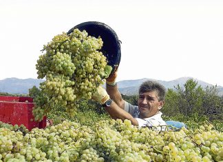 Agraria.pe: Exportación peruana de uva crecería 26% en la campaña 2017/2018
