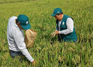 MINAGRI: Cualquier cultivo podrá estar sujeto a la reconversión productiva agropecuaria