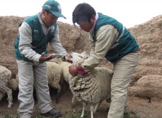Cusco: Acciones sanitarias del Senasa benefician a 480 productores de Espinar