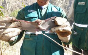 Piura Senasa - Control de Murcielagos hematofagos