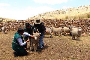 Senasa - COmercializacion de ovinos y caprinos
