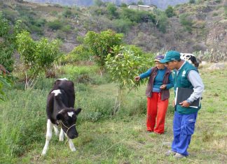 Senasa instruye a 1246 productores de Apurímac en prevención contra la rabia