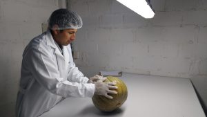 Senasa - Certificacion de zapallo