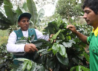 Junín: Más de 4 mil productores de café se benefician con Escuelas de Campo