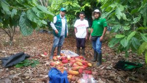 Senasa - Evaluacion de campos de cacaotales en Puerto Bermudez - Oxapampa - Pasco