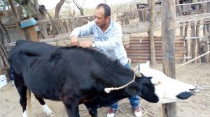 Senasa - Identificación de garrapatas causantes de enfermedades en bovinos