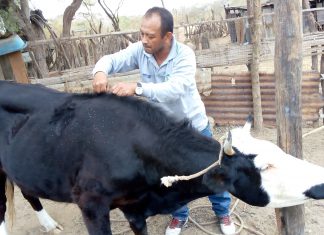 Tumbes: Identificación de garrapatas causantes de enfermedades en bovinos