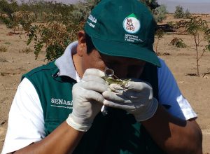 Senasa - Inspeccion fitosanitaria en tacna