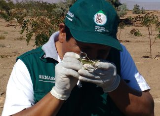 Tacna: Inspección fitosanitaria de cultivos de olivo en predios seleccionados