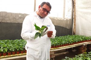 Senasa - Inspección de 14 mil plantas de Anturio de procedencia holandesa