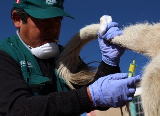 Puno busca reconocimiento como región libre de Brucelosis bovina