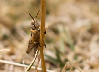 Senasa descarta plaga de langosta en la región Puno