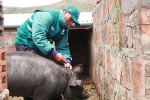 Senasa - Mas de 50 mil cerdos vacunados con la PPC