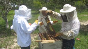 Senasa - Monitoreo de enfermedades de las abejas en Ucayali