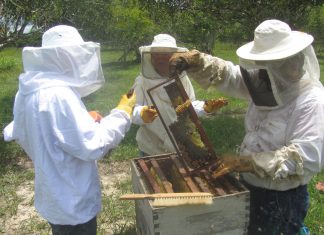 Ucayali: Inicia monitoreo de enfermedades en abejas