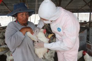 Senasa - Muestreo para el descarte de influenza aviar en Arequipa