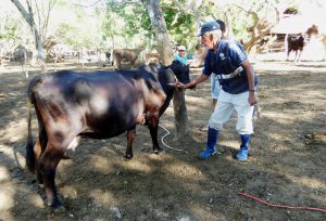 Senasa - Más de 55 mil bovinos vacunados contra el carbunco sintomático 