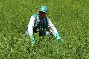 Senasa - Plaga de langosta bajo control en zonas endémicas de Huancavelica