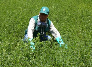 Plaga de langosta bajo control en zonas endémicas de Huancavelica