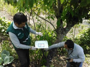 Senasa - Prospeccion de Tecia en Ayabaca