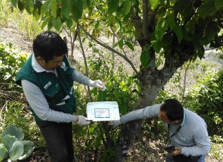 Senasa refuerza acciones de prevención contra polilla guatemalteca en Ayabaca