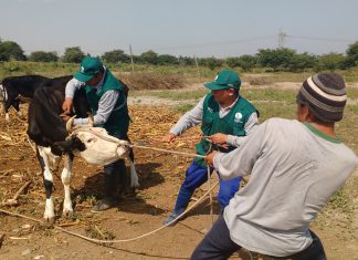 Ica: Registro de vacunación contra Ántrax supera las 59 mil cabezas de ganado