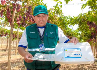 Áncash: Servidores del campo resguardan producción de uva de manera preventiva
