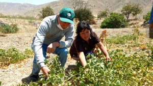 Senasa - Trampas para roedores en Ica