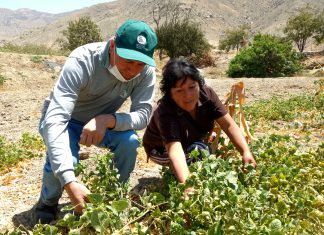 Ica: Senasa evalúa incidencia de plaga de roedores en Yauca del Rosario