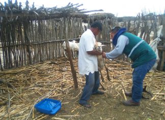 Piura: Senasa supera meta anual al vacunar a más de 43 mil animales contra el Ántrax