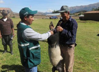 Senasa registra vacunación de más de 70 mil porcinos en Cusco