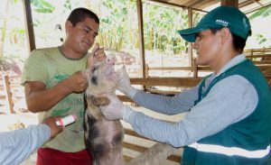 Senasa - Vacunacion contra peste porcina clasica en San Martin