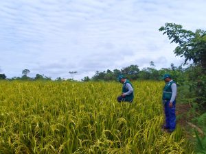 Senasa atiende a productores de arroz del distrito de Campo Verde