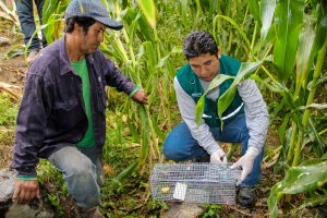 Senasa atiende reportes de productos de zonas afectadas por El Niño